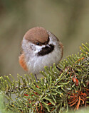 Image. Boreal Chickadee