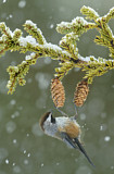 Image. Boreal Chickadee