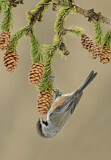Image. Boreal Chickadee