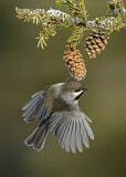 Image. Boreal Chickadee