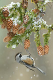 Image. Boreal Chickadee