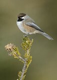 Image. Boreal Chickadee
