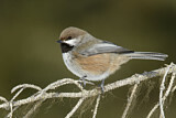 Image. Boreal Chickadee