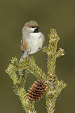 Image. Boreal Chickadee