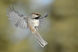 Image. Boreal Chickadee