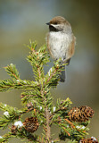 Image. Boreal Chickadee