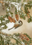 Image. Boreal Chickadee