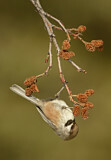 Image. Boreal Chickadee