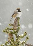 Image. Boreal Chickadee