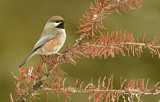 Image. Boreal Chickadee