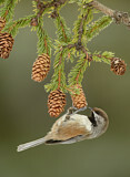 Image. Boreal Chickadee