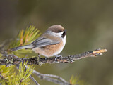 Image. Boreal Chickadee