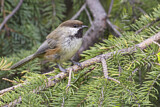 Image. Boreal Chickadee