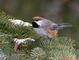 Image. Boreal Chickadee
