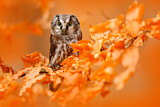 Image. Boreal Owl