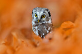 Image. Boreal Owl