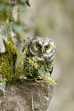 Image. Boreal Owl