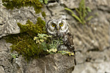 Image. Boreal Owl
