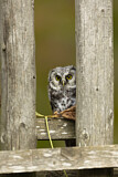 Image. Boreal Owl