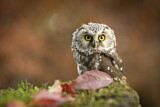 Image. Boreal Owl