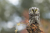 Image. Boreal Owl