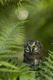 Image. Boreal Owl
