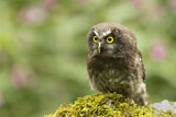 Image. Boreal Owl