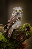 Image. Boreal Owl
