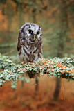 Image. Boreal Owl