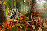 Image. Boreal Owl