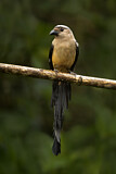 Image. Bornean Treepie