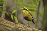 Image. Borneobindenpitta