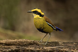 Image. Borneobindenpitta