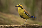 Image. Borneobindenpitta