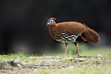 Image. Borneohaubenfasan