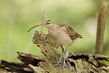 Image. Borstenbrachvogel