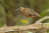 Image. Borstenbrachvogel