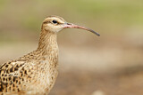Image. Borstenbrachvogel