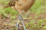 Image. Borstenbrachvogel