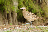 Image. Borstenbrachvogel