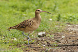 Image. Borstenbrachvogel