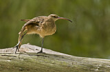 Image. Borstenbrachvogel