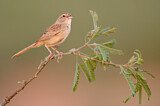 Image. Botteri's Sparrow