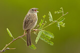 Image. Botteri's Sparrow