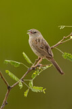 Image. Botteri's Sparrow