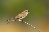Image. Botteri's Sparrow