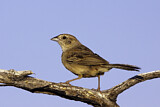 Image. Botteriammer