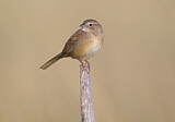 Image. Botteriammer