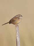 Image. Botteriammer
