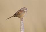 Image. Botteriammer